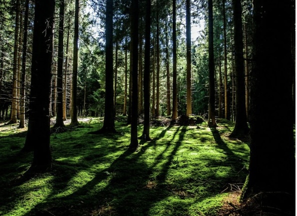 Buchingerfasten Schwarzwald