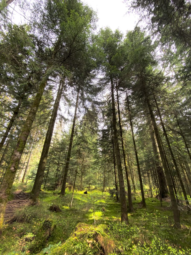 Buchingerfasten Schwarzwald