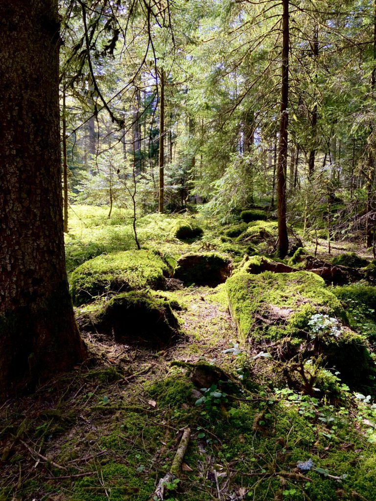 Buchingerfasten Schwarzwald