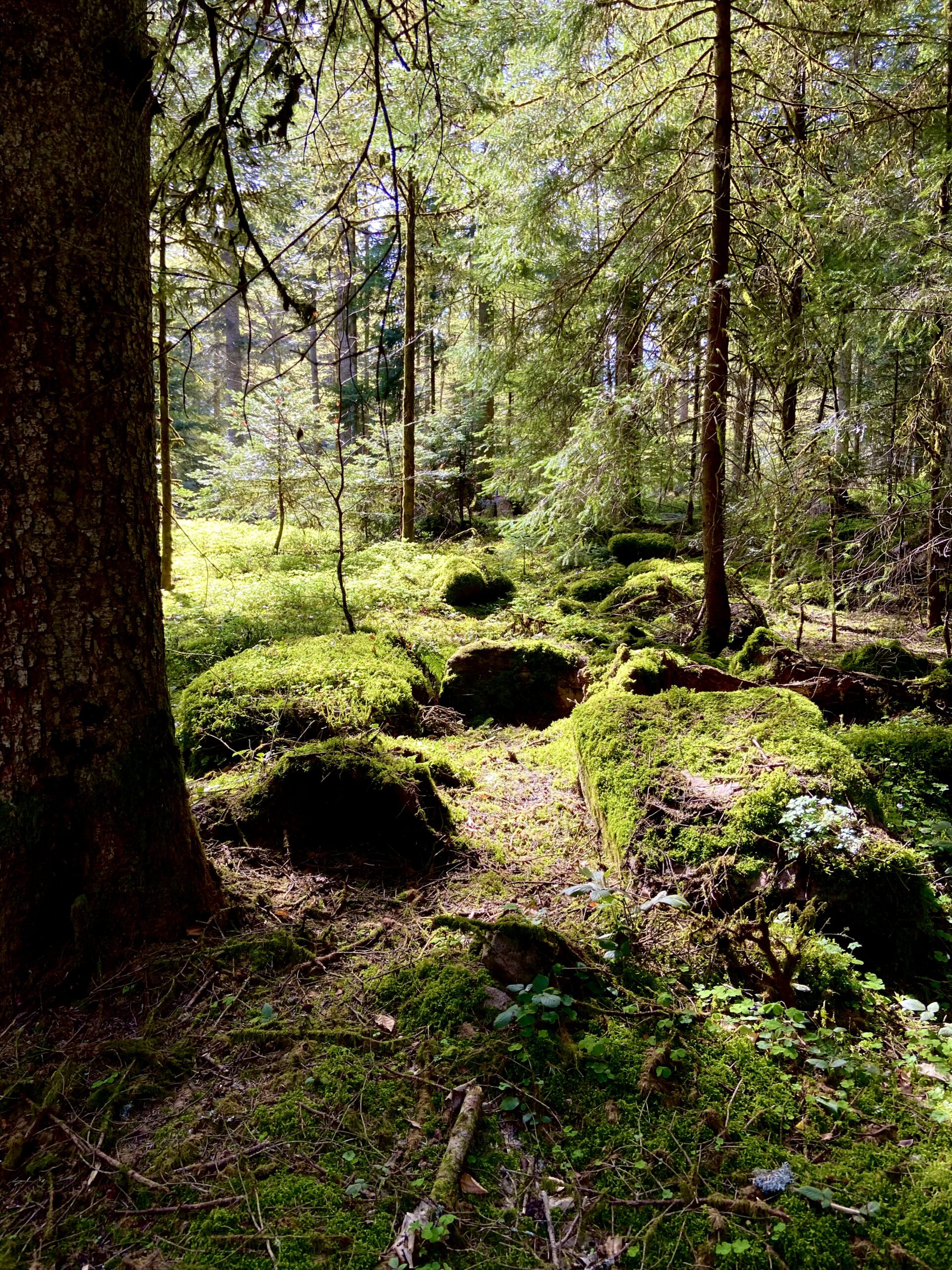 Mehr über den Artikel erfahren Buchingerfasten Schwarzwald 2024