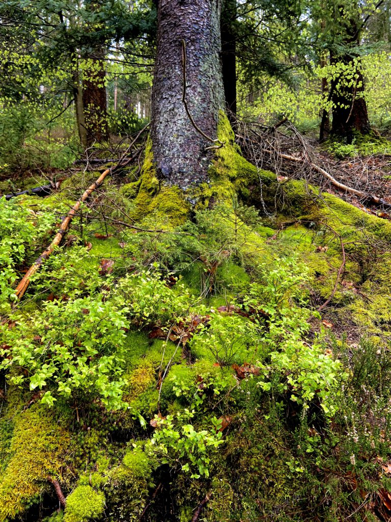 Basenfasten Schwarzwald Baum